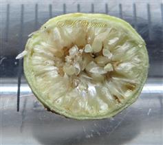   V.S. Hpanthodium